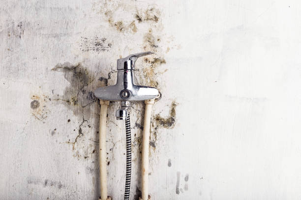 Best Mold Remediation for Specific Building Types in Langdon, ND