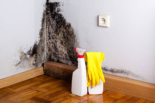 Best Black Mold Remediation in Langdon, ND